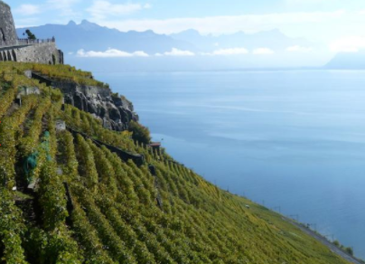 Les vins de Suisse. Des vins à découvrir!!