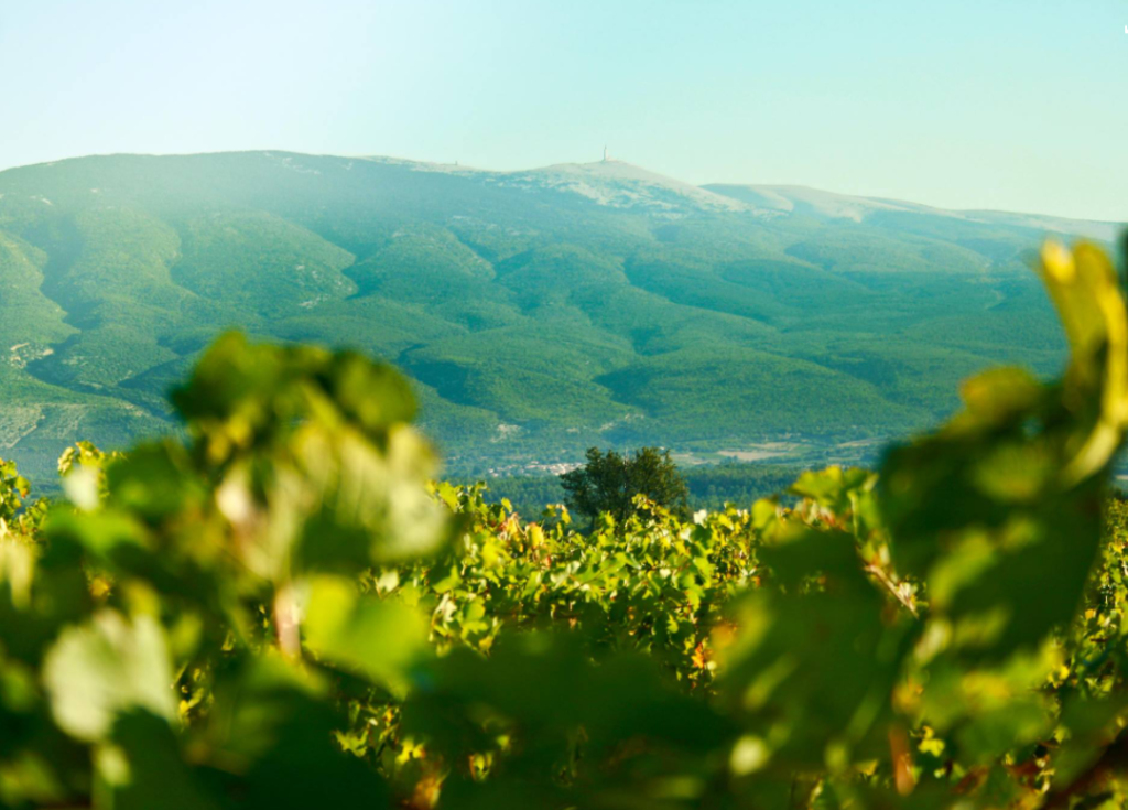 Vignoble Château Pesquié avec vue sur le mont Ventoux