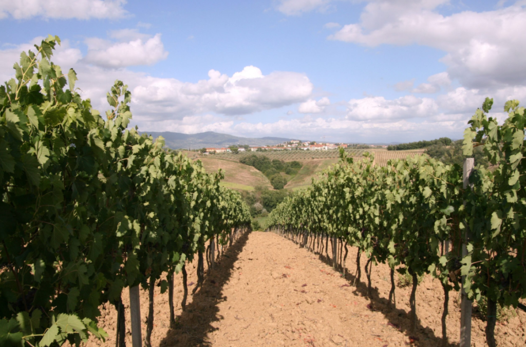 Vignoble Fattoria Montellori