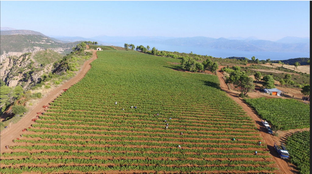 Vignobles vins Anthos en Grèce
