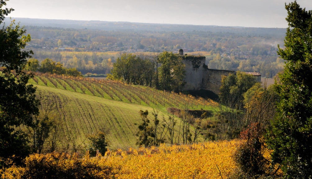 Vignoble du Vignobles Dulon