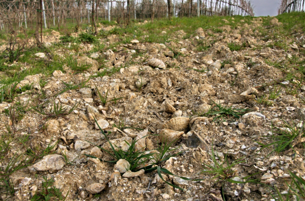 Vignoble Fattoria Montellori