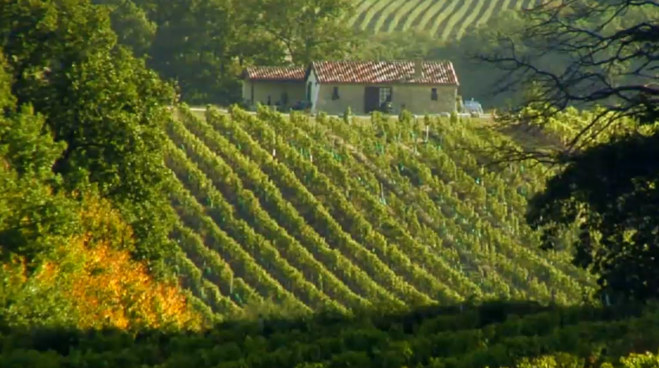 Vignoble Château Puy Servain
