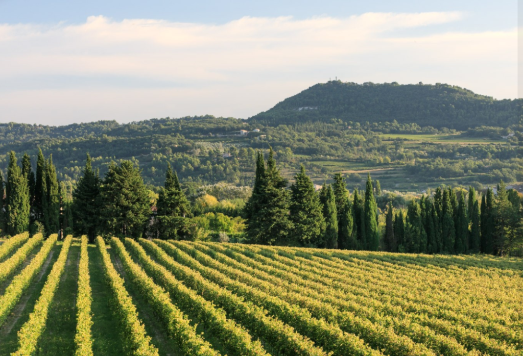 Vignoble Château Pesquié