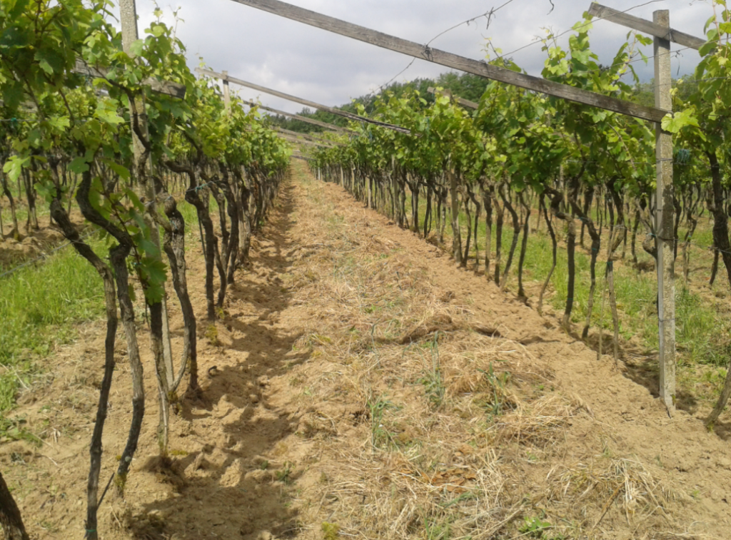 Vignoble Fattoria Montellori