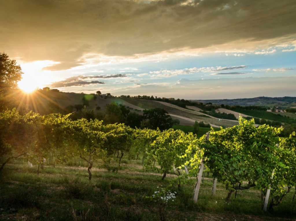 Vignoble de la maison Umani Ronchi
