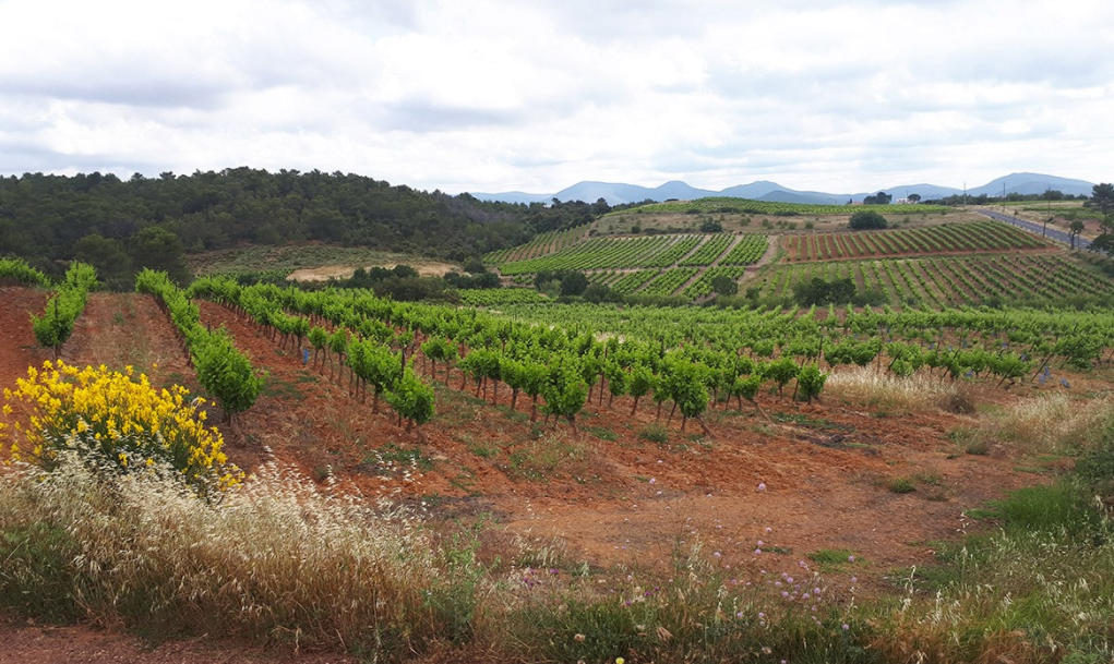 Vignoble Saint-Chinian