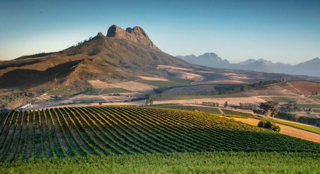 Vignoble Le Bonheur Stellenbosch