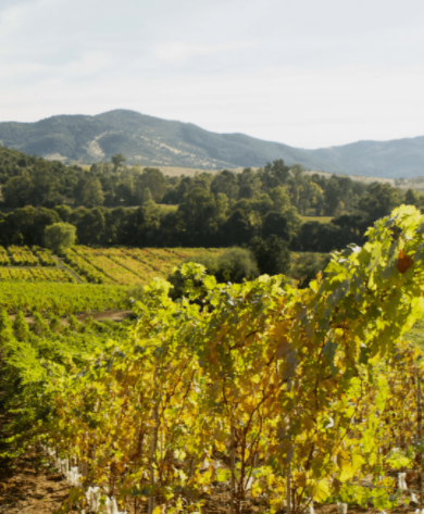 Vignobles Mapu