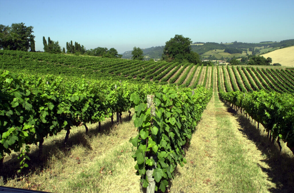 Vignoble Les Vignerons du Brulhois