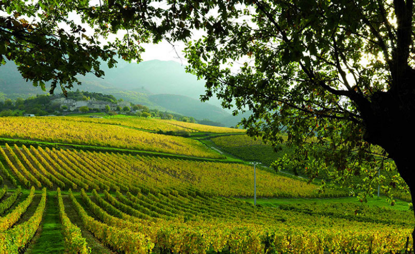 Vignoble de la maison Jaillance