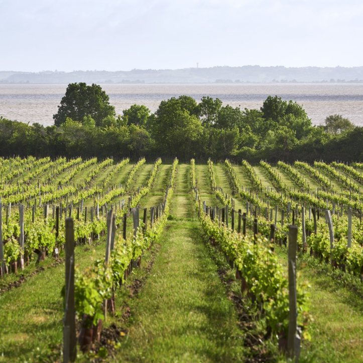 Vignobles Château Loudenne avec l'estuaire en arrière-plan