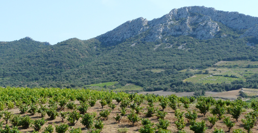 Vignoble Domaine La Croix Sainte-Eulalie
