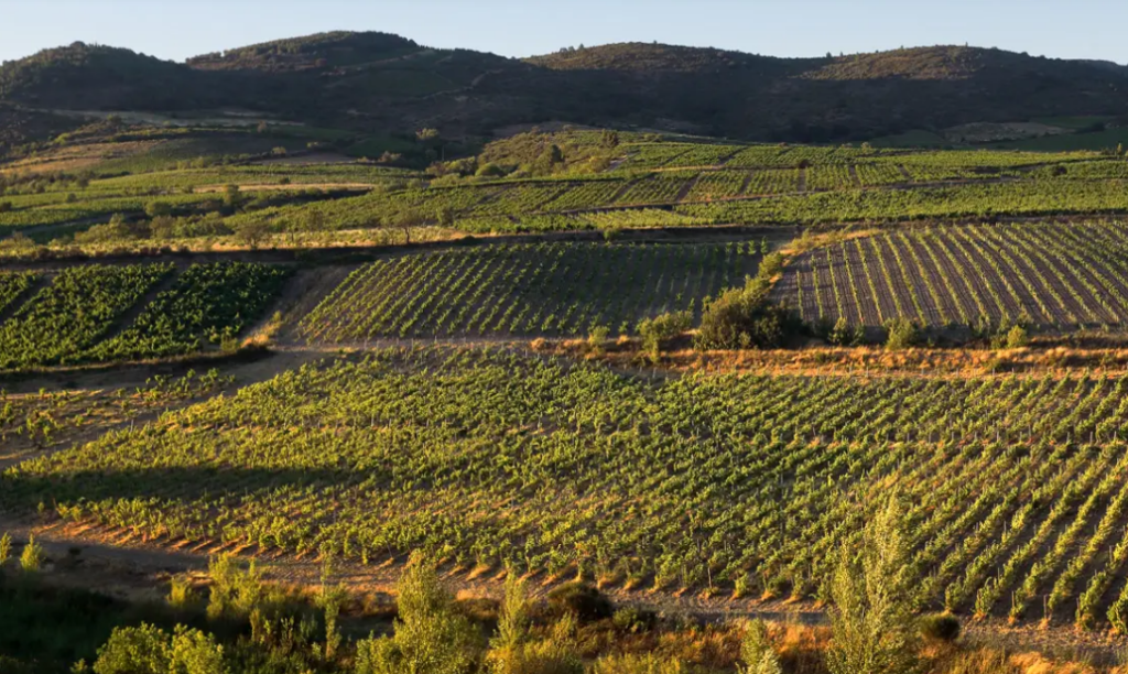 Vignobles Les Maîtres Vignerons de Cascastel
