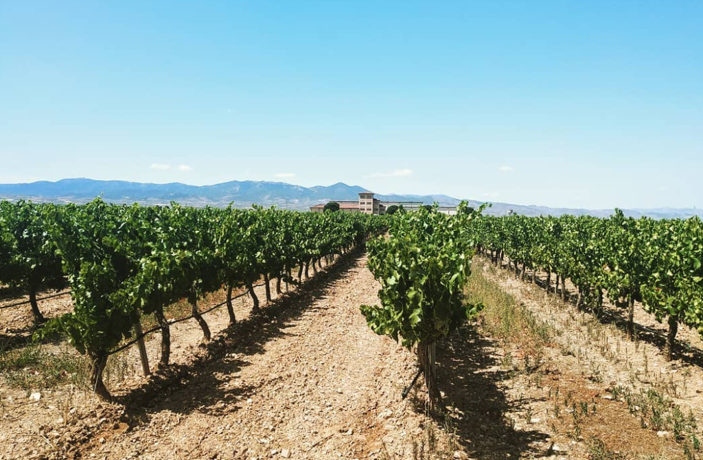Vignoble Bodegas Esteban Martin avec chai en arrière-plan
