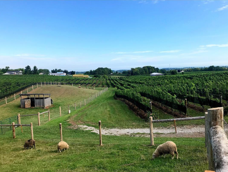 Vignoble Tawse Winery