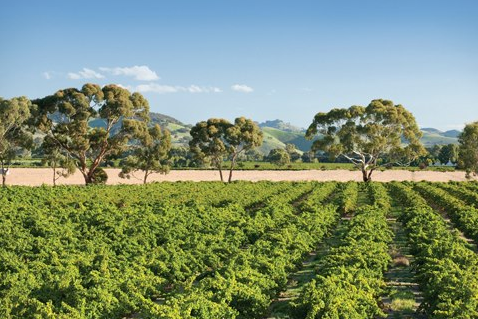 Vignoble Yalumba Australie Méridionale