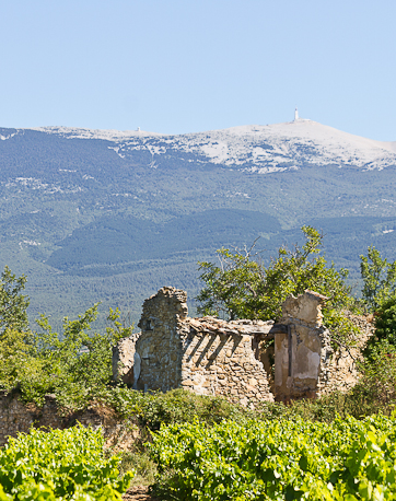 Vignoble Pesquié avec le mont Ventoux en arrière-plan