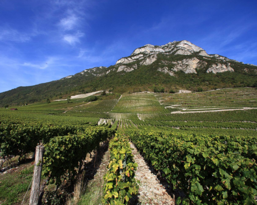 Vignoble Jean Perrier & Fils, Savoie, Apremont
