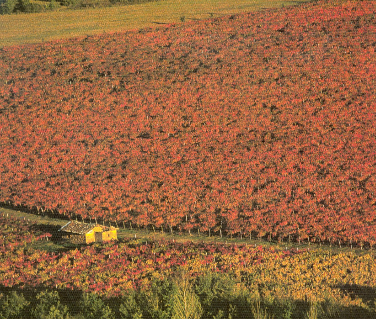 Vignoble Château Laurou