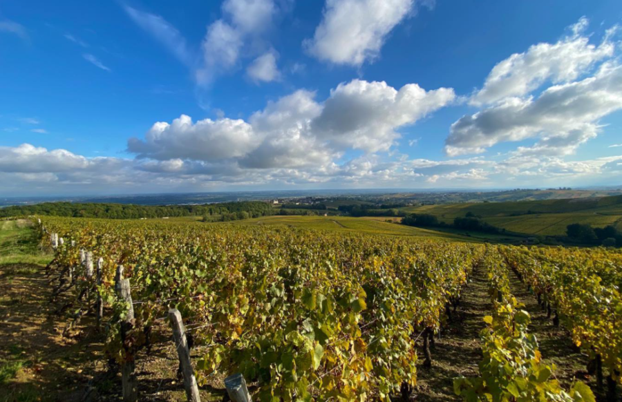 Vignoble du Domaine Manciat Poncet