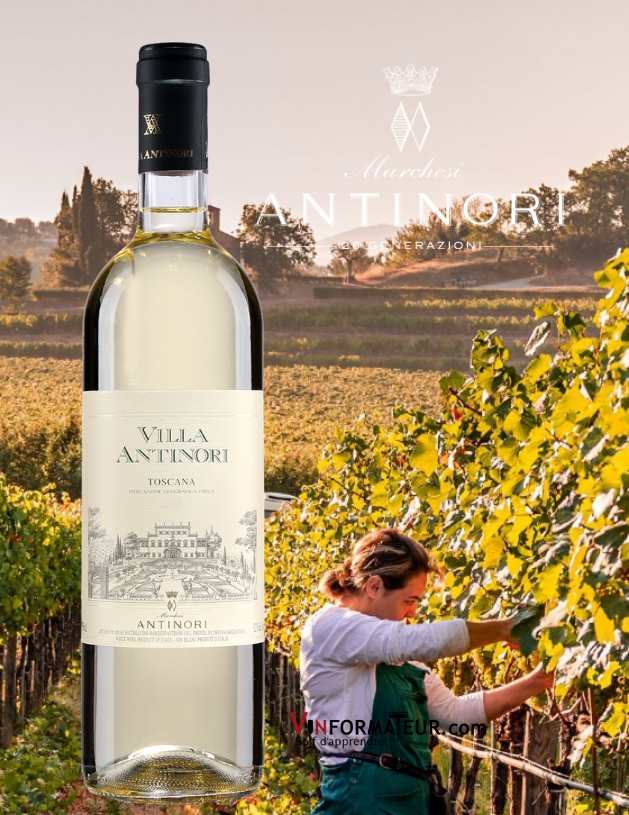 Bouteille de Villa Antinori, Bianco, Toscana, Italie, Marchesi Antinori, 2019 avec vignoble en arrière-plan