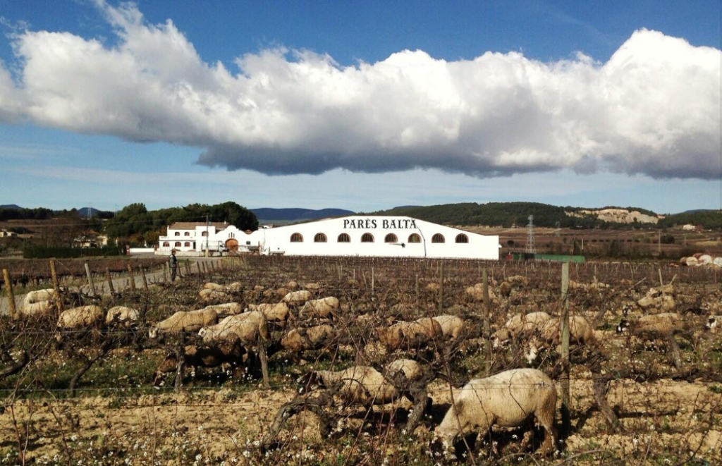 Chai et cave Parés Baltà