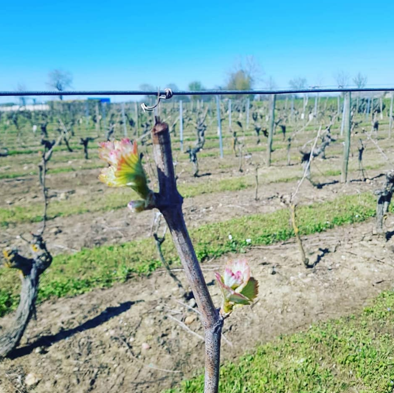 Vignoble du Domaine de la Guilloterie