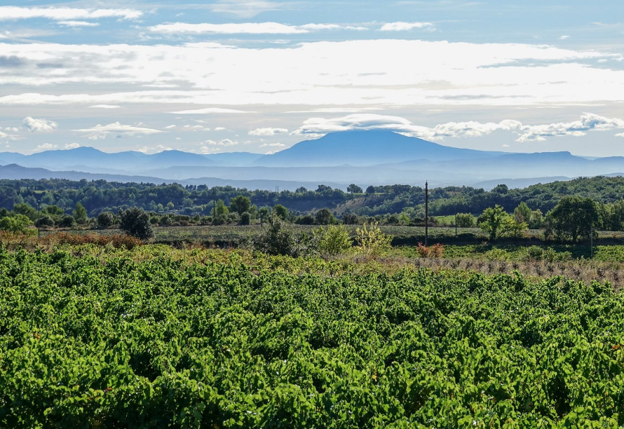 Vignoble du Domaine Lafond Roc-Épine