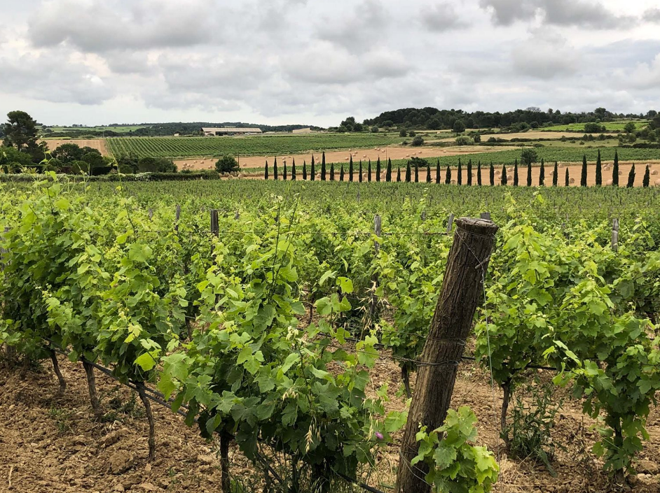 Vignobles Domaines Paul Mas