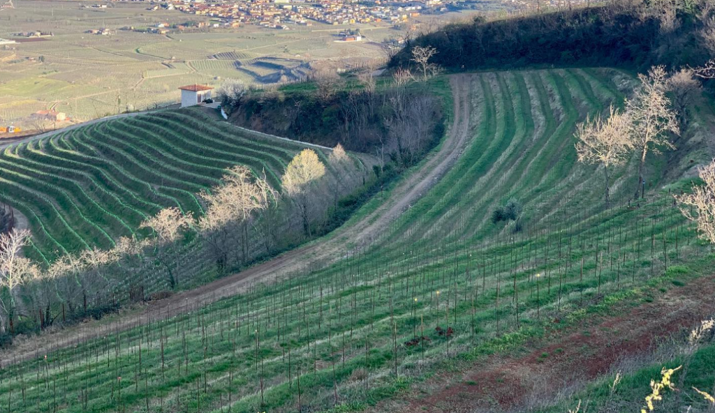 Vignobles Anselmi