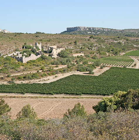 Vignoble Château Rouquette sur Mer