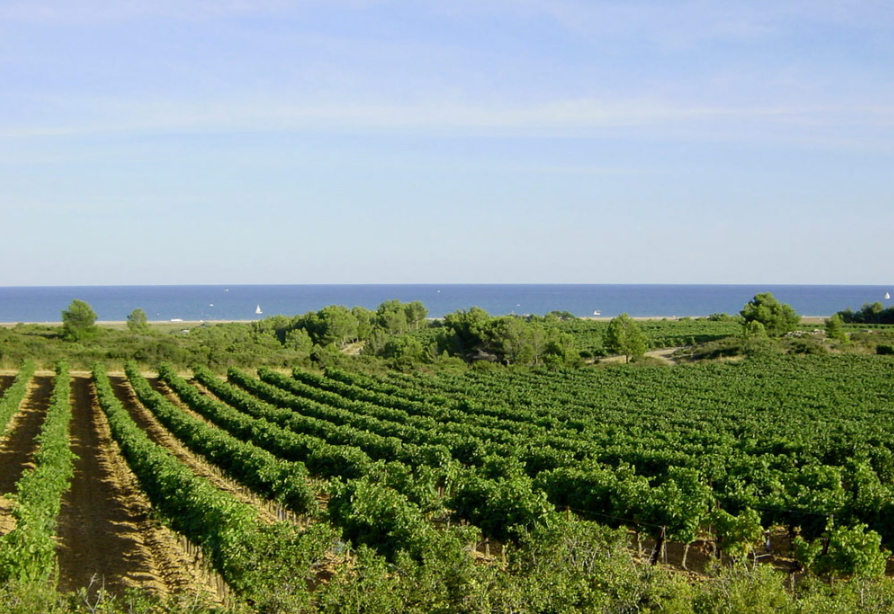 Vignoble Château Rouquette sur Mer
