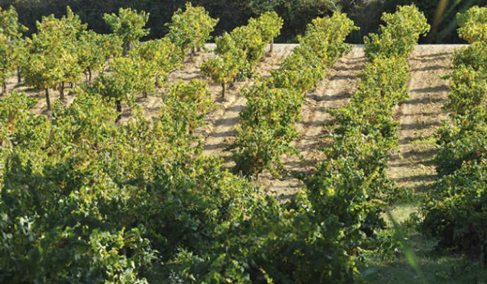 Vignobles de la Cooperativa Agricola Santo Isidro de Pegoes