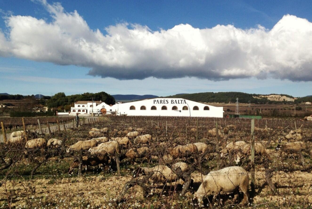 Chai et vignoble Parés Baltà