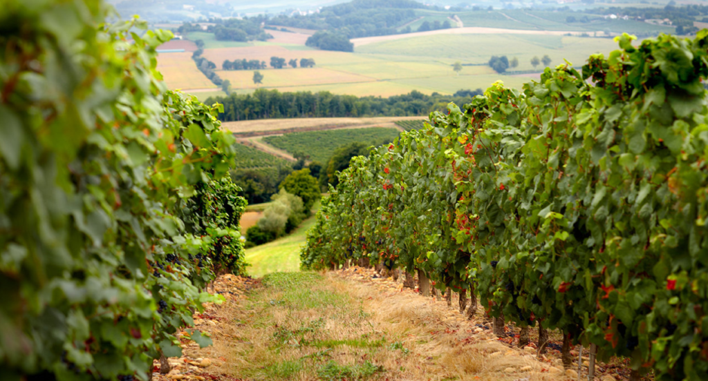 Vignobles Alain Brumont