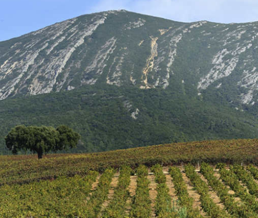 Vignobles de la Péninsule de Setubal
