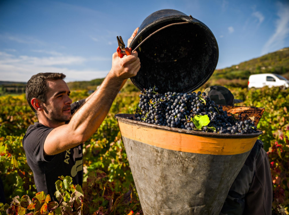 Vignobles Saint Verny