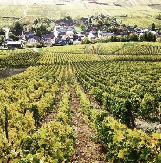 Vignobles Famille Bourgeois