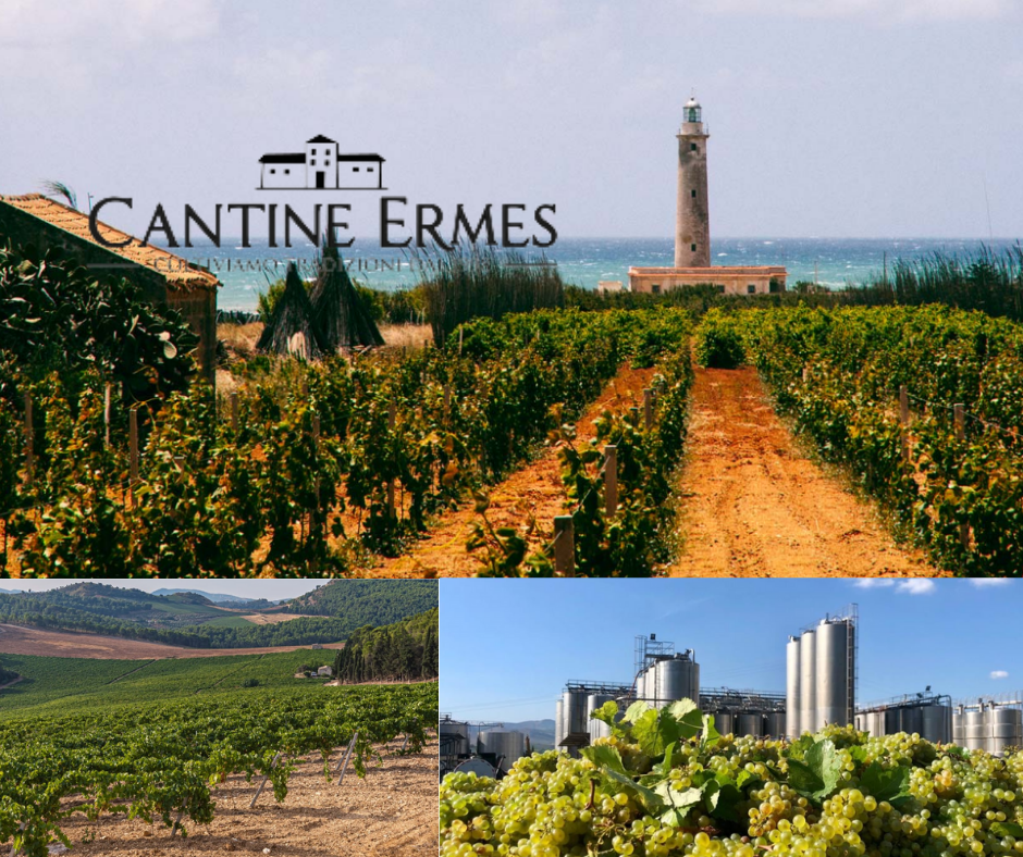 Cantine Ermes - chai et vignobles