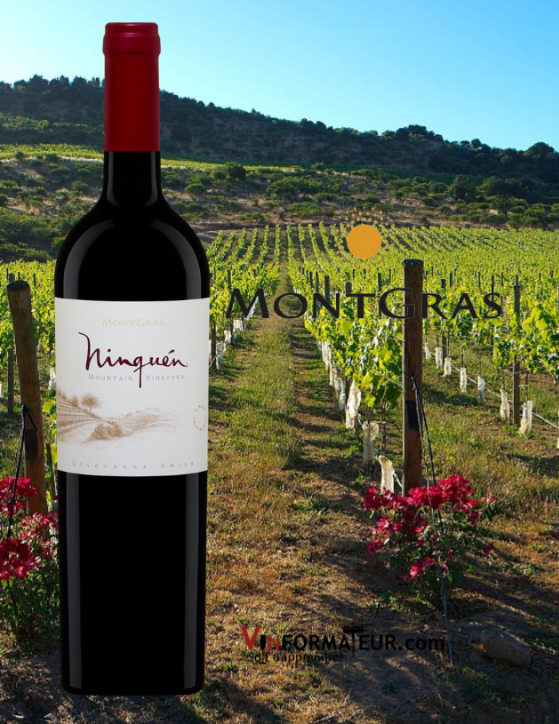 Bouteilles de Ninquen, Chili, Valle Central, Villa Montgras, vin rouge, 2018 avec vignobles en arrière-plan