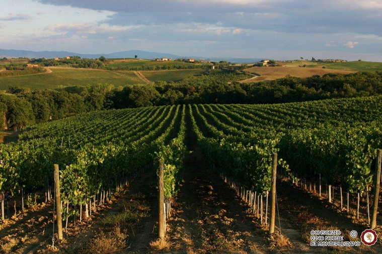 Vignobles Vino Nobile