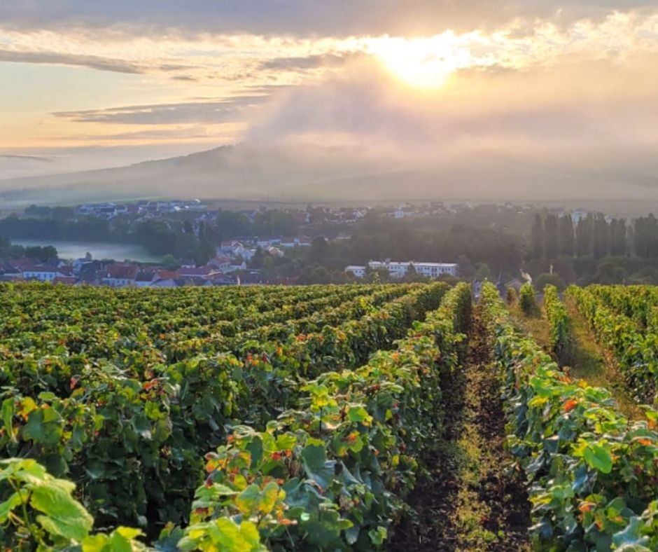 Vignobles Champagne Bollinger