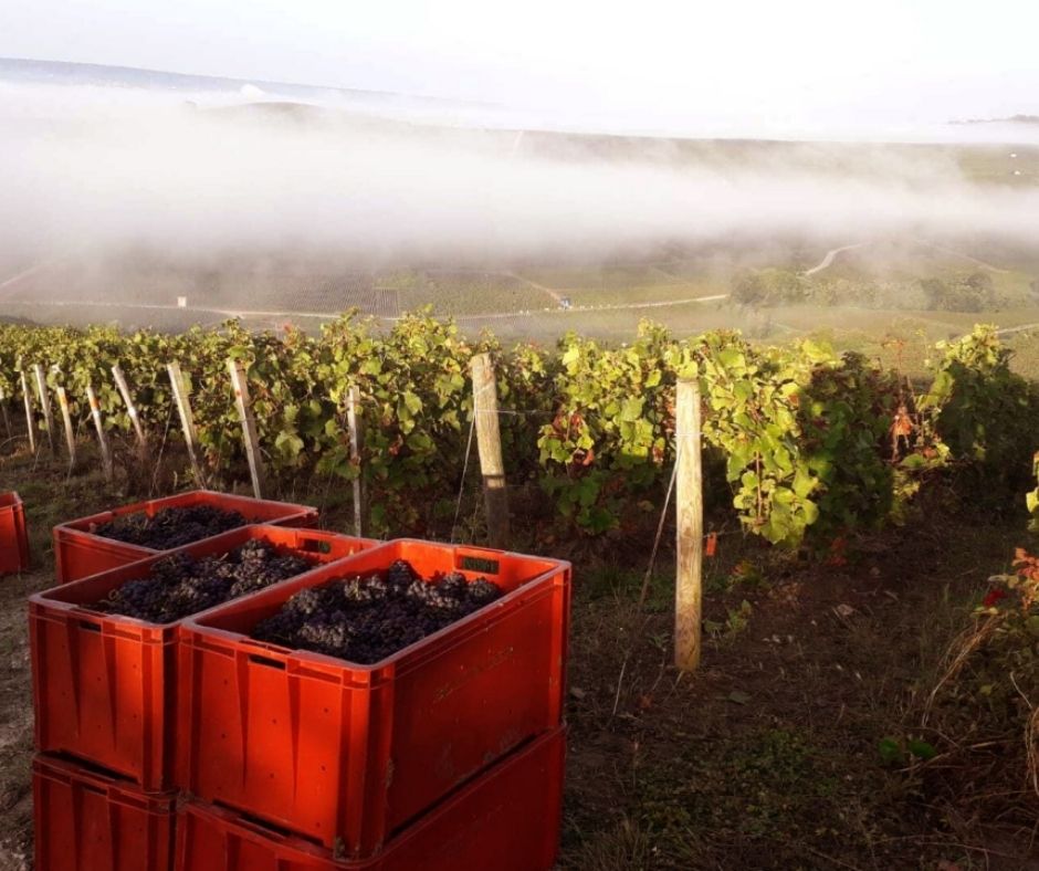 Vignobles Champagne Bollinger