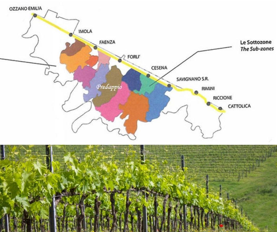 Carte viticole Predappio