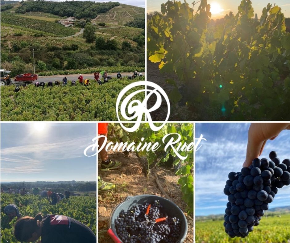 Domaine Ruet: vignobles et vendanges