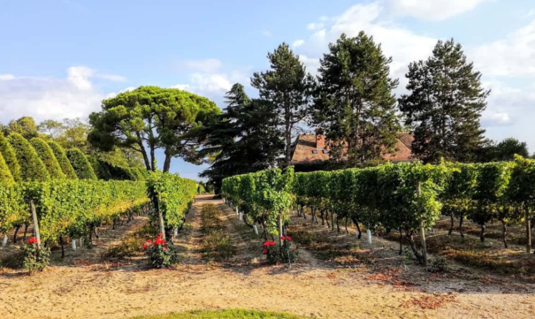 Vignobles Domaine de la Charmoise