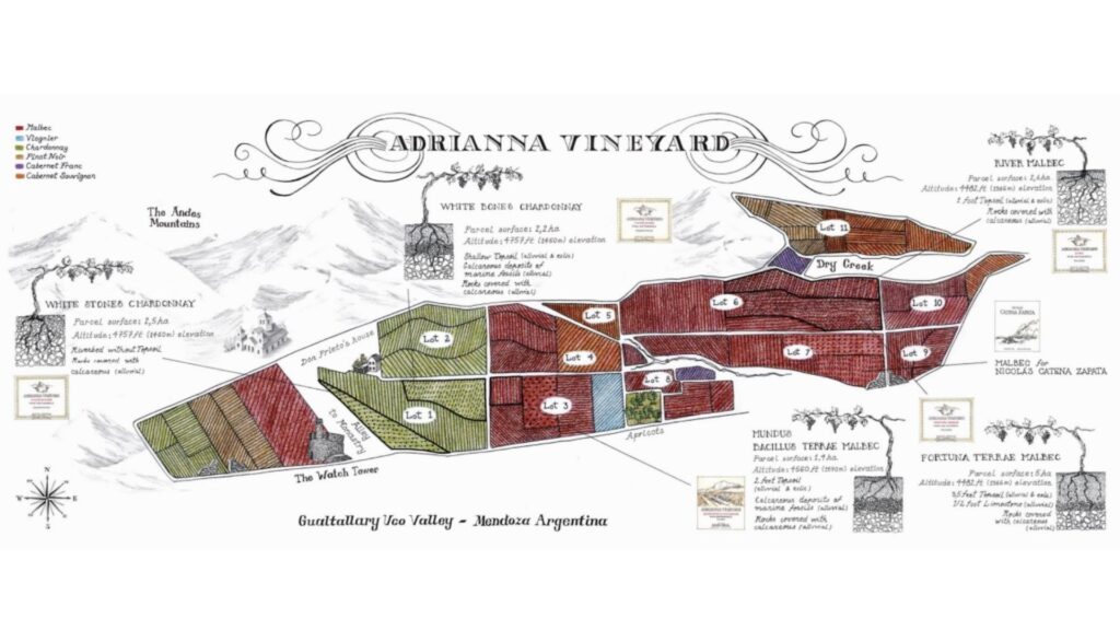 Vignoble et parcelles Adrianna