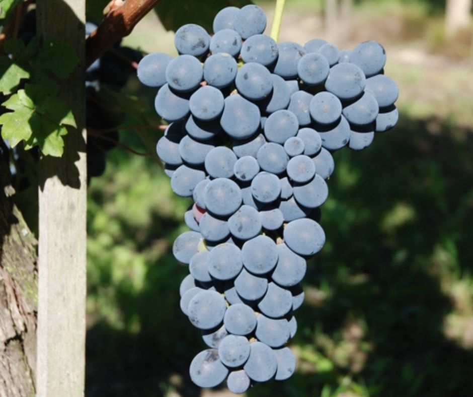 Cépage Barbera