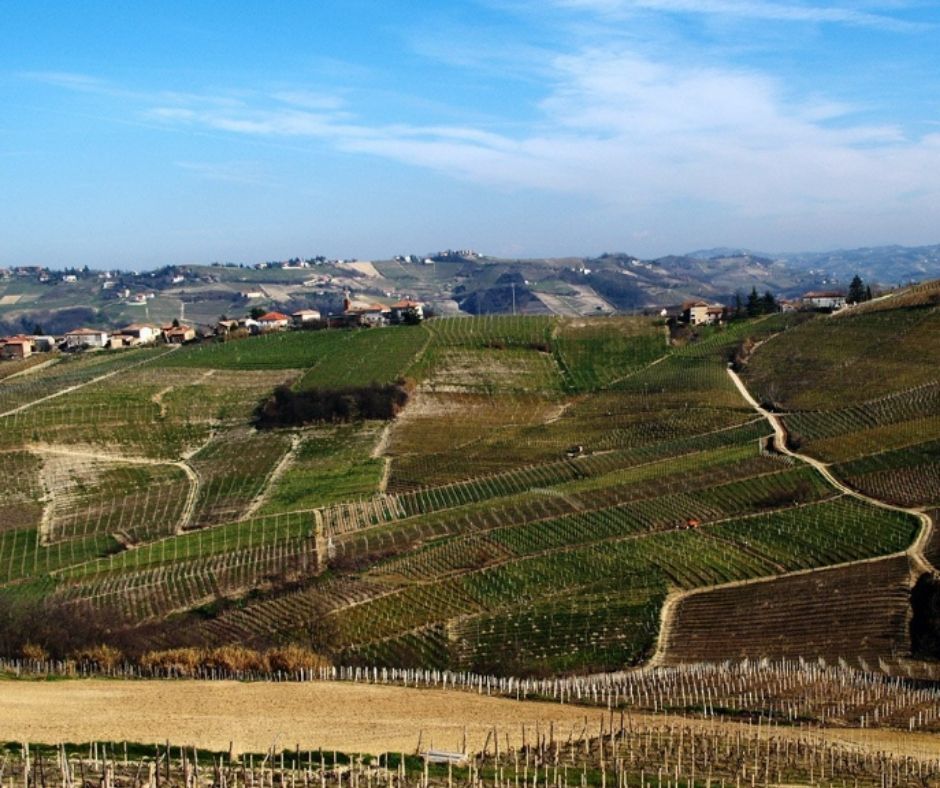 Vignoble Barbera d'Asti Monferrato
